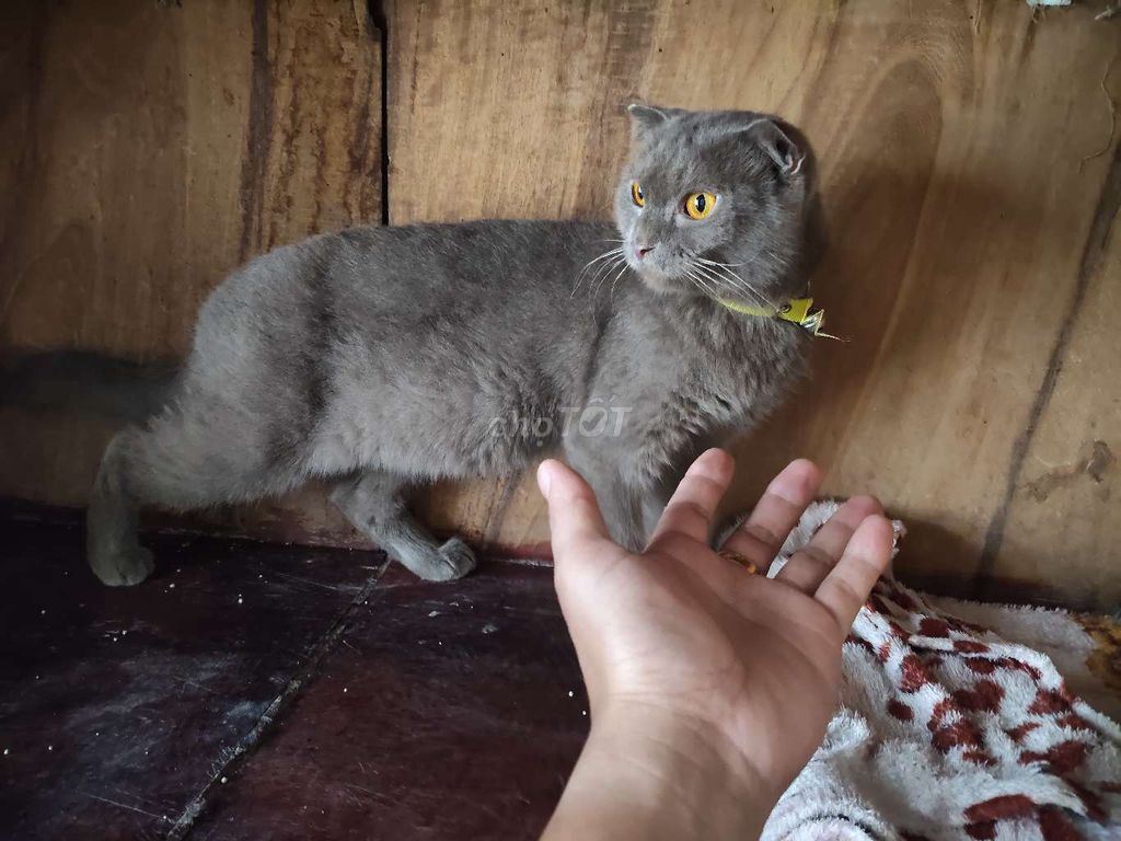 Mèo Anh lông ngắn Xám Xanh đang bầu . Mua bán Mèo tại Thành phố Thủ Dầu Một Bình Dương được đăng bởi Trung hình 1