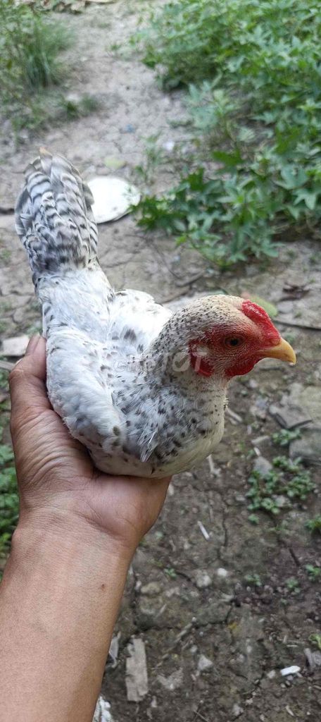 tre bắc kiểng. Mua bán Gà tại Quận Cái Răng Cần Thơ được đăng bởi gà cần thơ hình 1