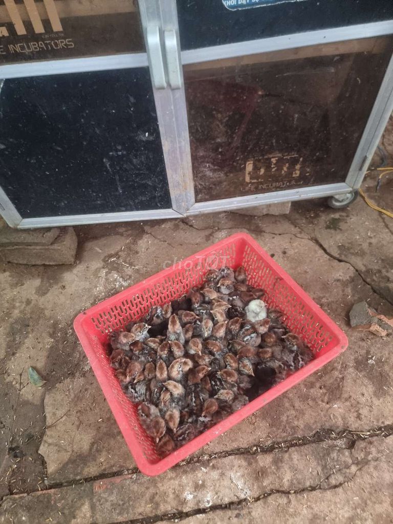 Gà Ai Cập vằn mới nở. Mua bán Gà tại Huyện Vĩnh Cửu Đồng Nai được đăng bởi Trần Phước hình 1