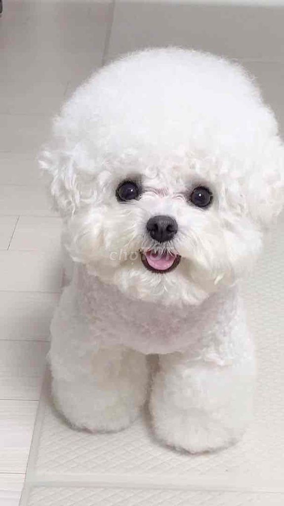 bichon sinh sản tại nhà hàng cao cấp. Mua bán Chó tại Quận Ngũ Hành Sơn Đà Nẵng được đăng bởi An Pet hình 2
