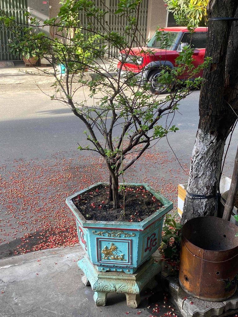 Cây bông giấy Đỏ tím. Mua bán Cây cảnh, đồ trang trí tại Quận Hải Châu Đà Nẵng được đăng bởi Mr Đức hình 1