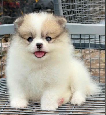 Chó Phốc Sóc đực đã tiêm phòng