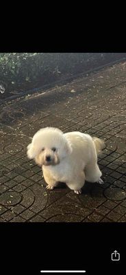 Chó poodle lùn thuần chủng💚❤️💛 saigon hcm