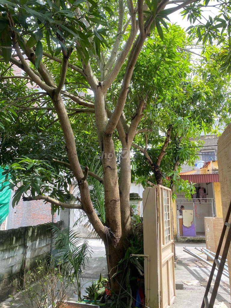 Cây xoài giống mới khỏe mạnh dễ trồng. Mua bán Cây cảnh, đồ trang trí tại Huyện Hải Hậu Nam Định được đăng bởi khanh hình 1