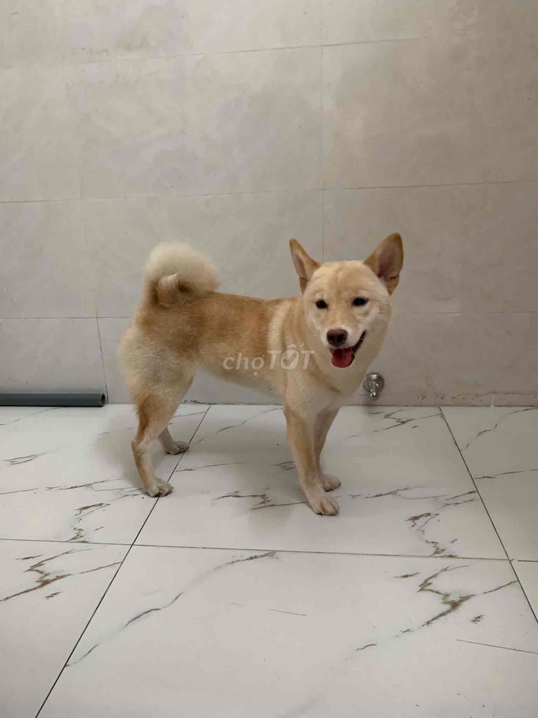 Chó Shiba cái 8 tháng Vàng kem. Mua bán Chó tại Quận Bình Thạnh Tp Hồ Chí Minh được đăng bởi Hào Trạch hình 1