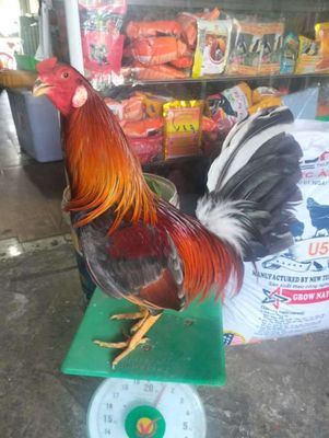 Asil Mỹ 1kg3 về chơi liền..... Mua bán Gà tại Huyện Bình Chánh Tp Hồ Chí Minh được đăng bởi Nguyễn thành trung