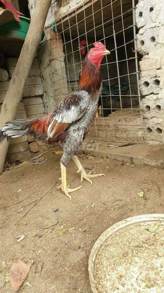 dòng xám tốc độ. Mua bán Gà tại Huyện Thường Tín Hà Nội được đăng bởi Đức Thiện hình 1