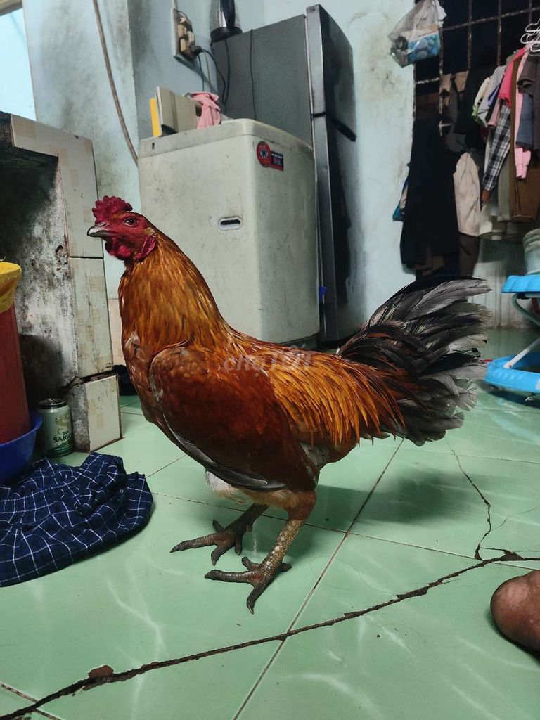 Bán dùm ông anh 2k9 600k