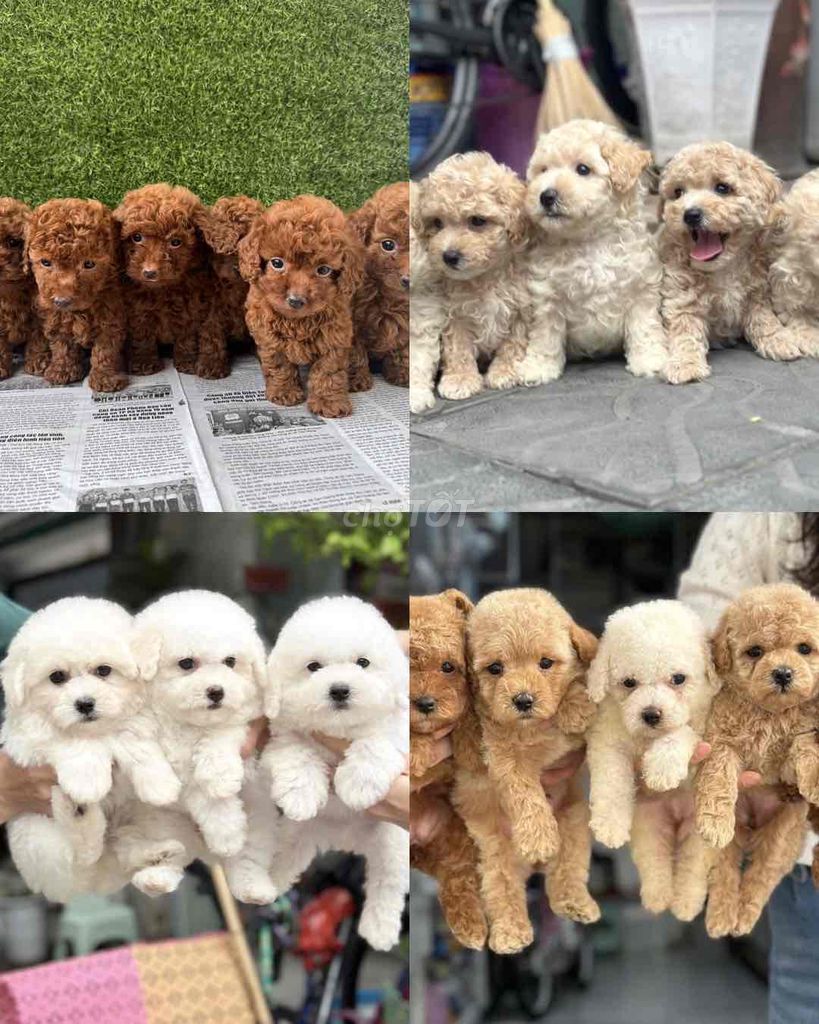 chó poodle thuần chủng từ 2tr đến 3tr. Mua bán Chó tại Quận Liên Chiểu Đà Nẵng được đăng bởi V Petshop Đà Nẵng hình 1