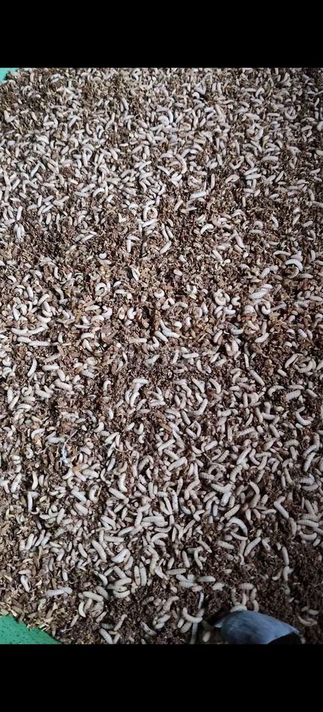 Thức ăn cho chim Sâu canxi. Mua bán Phụ kiện, Thức ăn, Dịch vụ tại Quận Bắc Từ Liêm Hà Nội được đăng bởi nguyễn văn hiếu hình 1