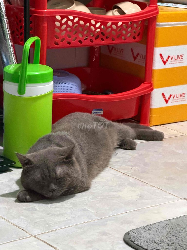 Mèo Anh lông ngắn đực 1 năm. Mua bán Mèo tại Huyện Giồng Trôm Bến Tre được đăng bởi VT hình 1