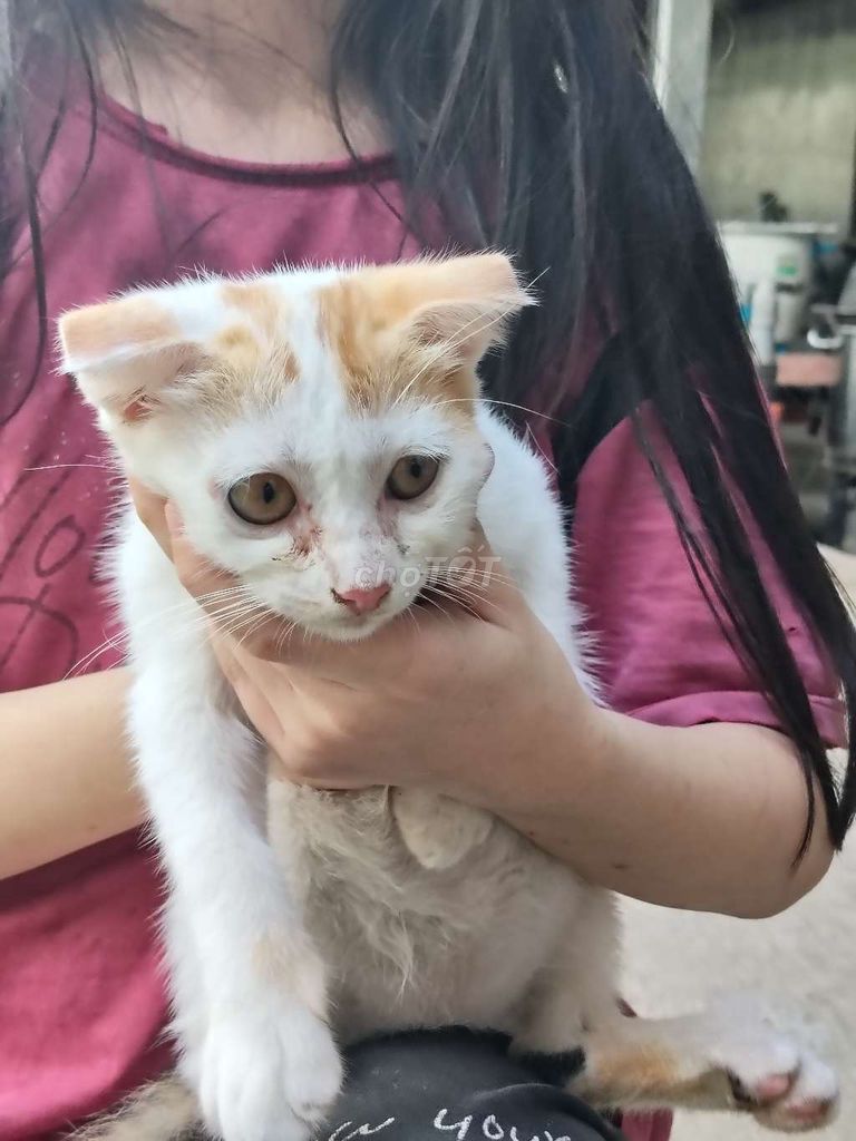 Mèo tam thể 3 tháng không xác định. Mua bán Mèo tại Huyện Nhơn Trạch Đồng Nai được đăng bởi Hien Ngô Thị Thu hình 1