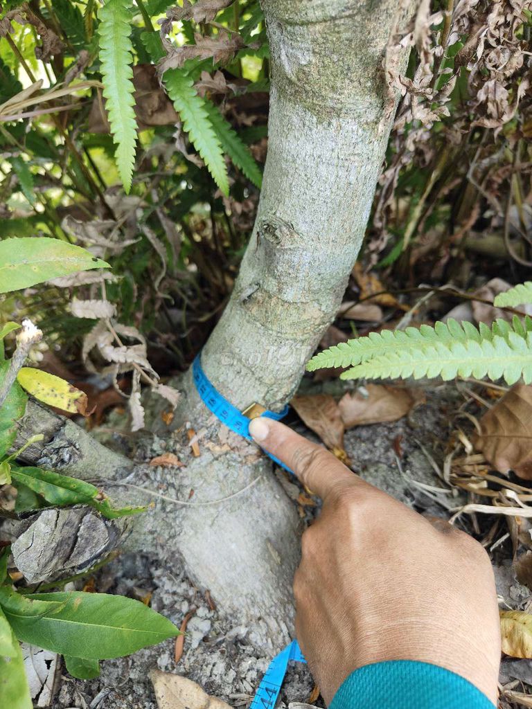 Mai vàng làm phôi 76 cây, gốc 20-30cm. Mua bán Cây cảnh, đồ trang trí tại Huyện Chợ Mới An Giang được đăng bởi Minhduc Dang hình 1