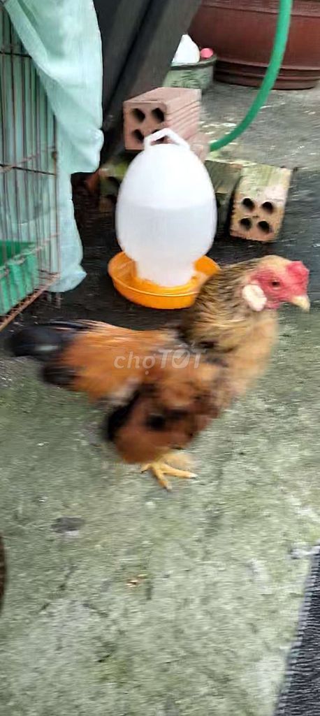 Gà tre Bắc 4l