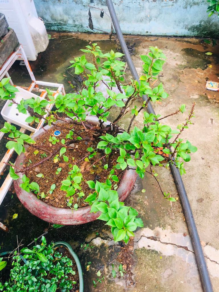 Hoa giấy Mỹ. Mua bán Cây cảnh, đồ trang trí tại Thành phố Buôn Ma Thuột Đắk Lắk được đăng bởi chuyên gà tre gia cong và cây cảnh bonsai hình 1