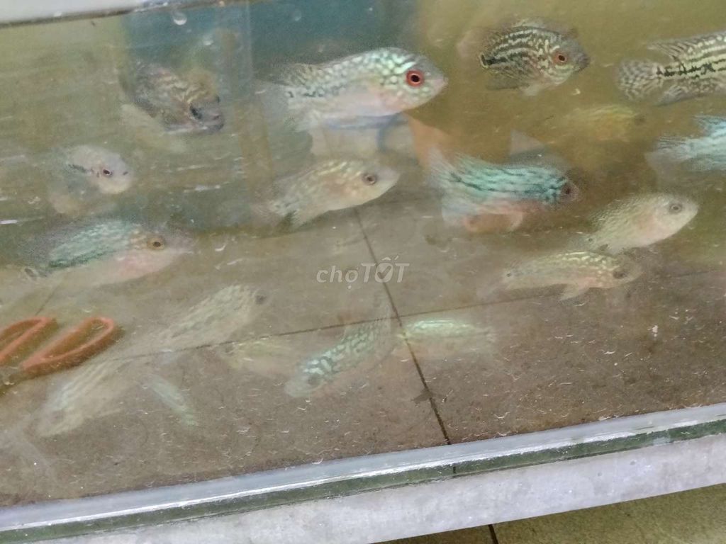 Cá cảnh Kamfa F2 nhiều màu. Mua bán Thú cưng khác tại Quận Bình Tân Tp Hồ Chí Minh được đăng bởi Mỹ Đức Computer hình 1
