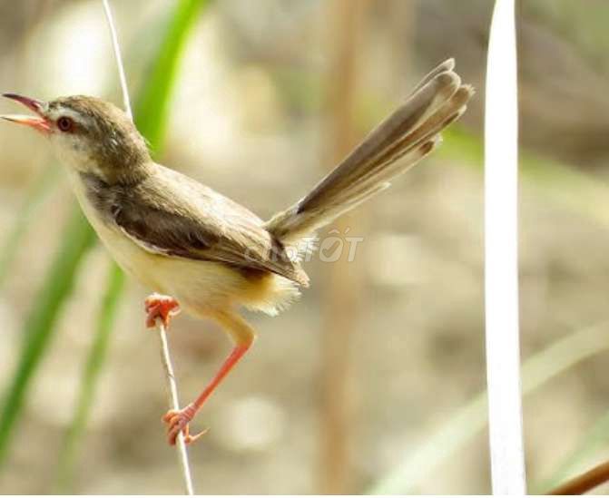 sâu lác bổi giáo lưu SDĐ bổi. Mua bán Chim tại Quận 7 Tp Hồ Chí Minh được đăng bởi Nam hình 1