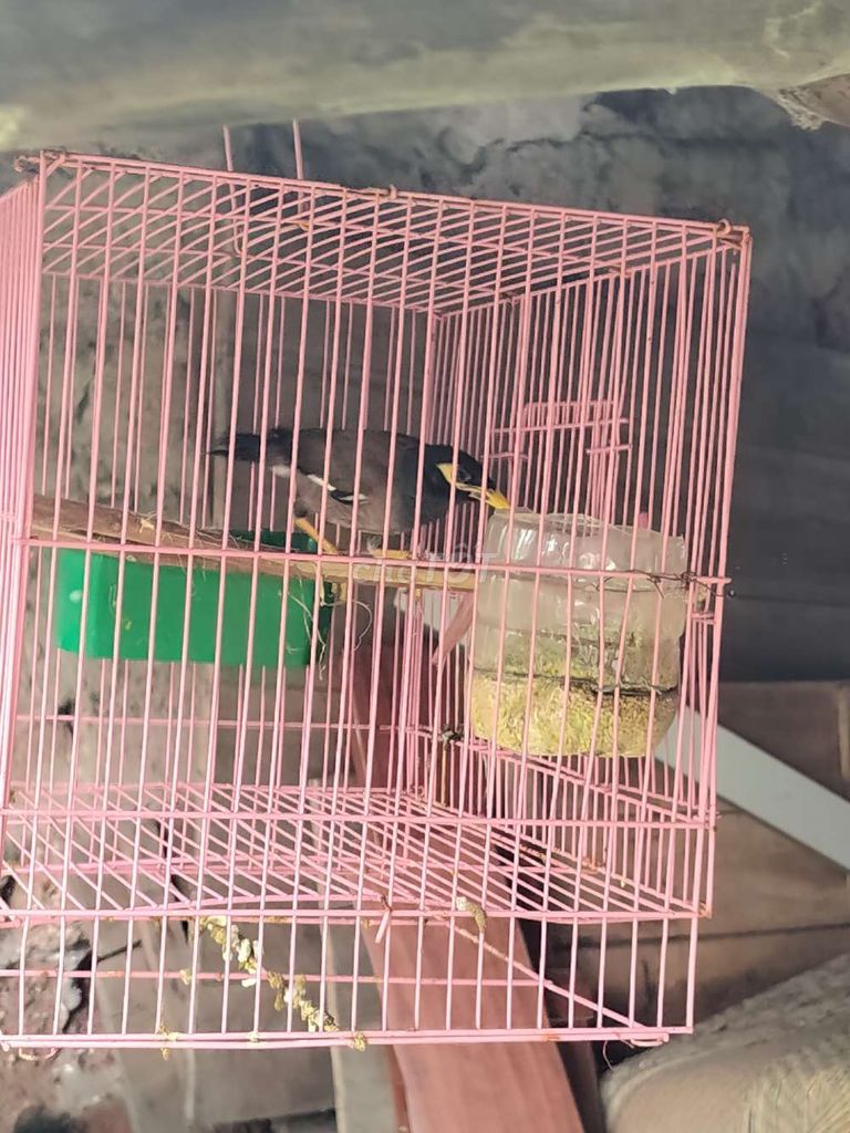 Chim sáo đen vàng. Mua bán Chim tại Quận Nam Từ Liêm Hà Nội được đăng bởi Cơ Khí Tuân Phúc hình 1