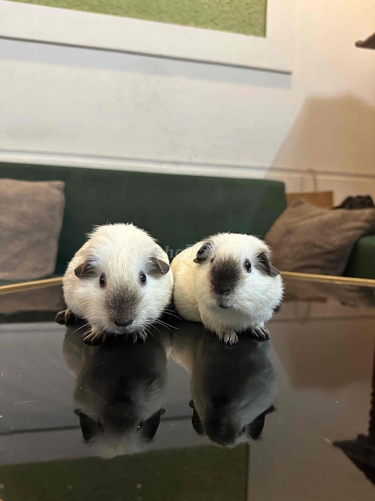 Chuột lang Trắng vàng 300-700. Mua bán Thú cưng khác tại Quận Bắc Từ Liêm Hà Nội được đăng bởi Mai Phuong hình 1