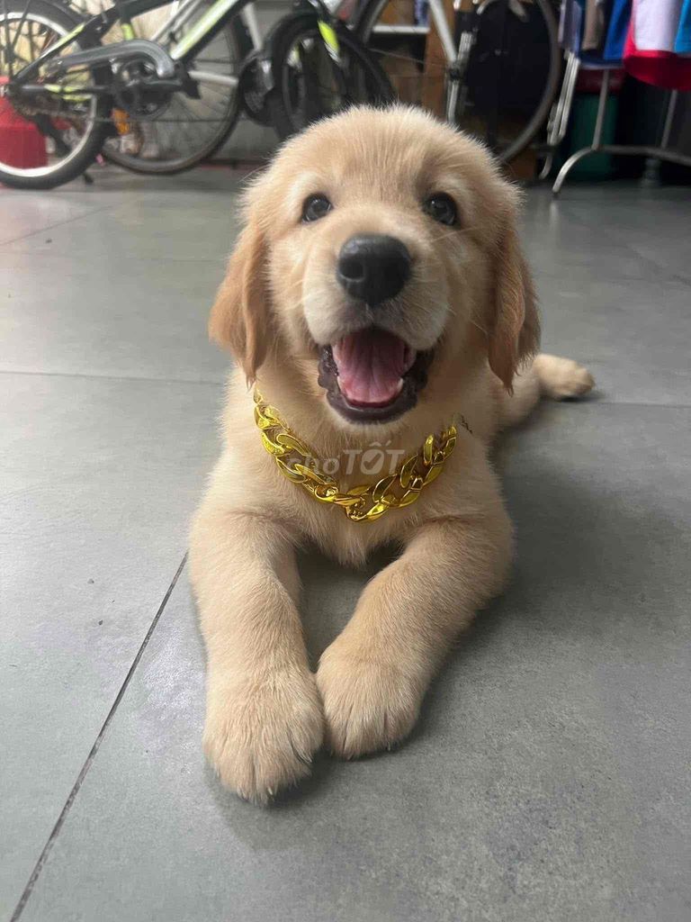 Chó Golden Retriever đực 7 tháng Thuần Chủng. Mua bán Chó tại Huyện Vĩnh Cửu Đồng Nai được đăng bởi Gioan hình 1