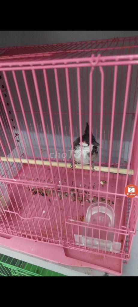 Chim chào mào 4 năm. Mua bán Chim tại Quận 6 Tp Hồ Chí Minh được đăng bởi HEO QUAY DA DÍNH NẠC hình 1