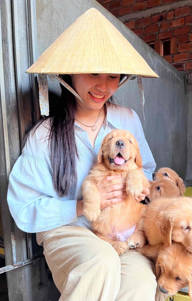 Cún Golden thuần chủng xinh yêu có giảm giá. Mua bán Chó tại Thành phố Buôn Ma Thuột Đắk Lắk được đăng bởi Tân Nga hình 1