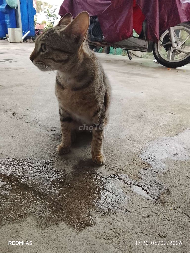 Mèo Bengal lai F1 đực. Mua bán Mèo tại Huyện Đức Hòa Long An được đăng bởi Cao Minh Đạt hình 1