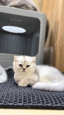 Mèo Vàng Cái 70 ngày tuổi