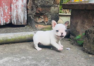 Chó Bull Pháp đực bò merle 2 body short. Mua bán Chó tại Huyện Đông Anh Hà Nội được đăng bởi Mạnh Linh