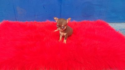 Chihuahua girl socola