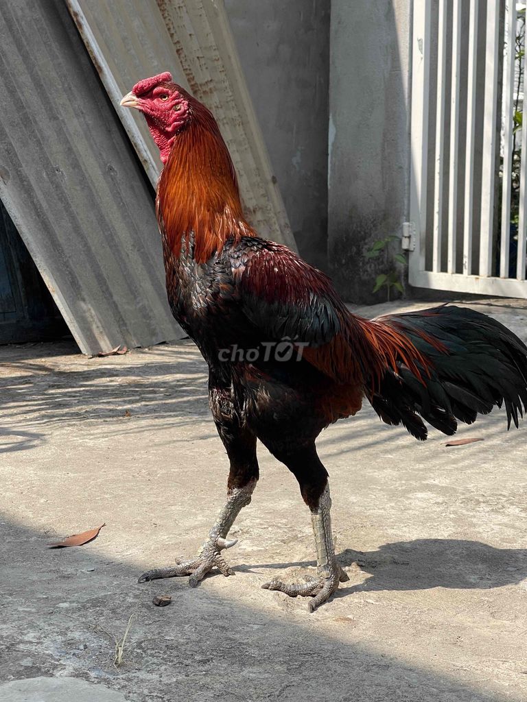 Gà chọi lực. Mua bán Gà tại Thị xã Tân Uyên Bình Dương được đăng bởi Mr Tín 1379 hình 1