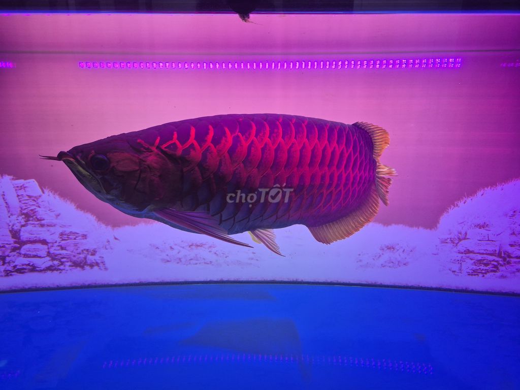 Cá rồng Huyết long size 6x. Mua bán Thú cưng khác tại Huyện Đông Anh Hà Nội được đăng bởi Nga Nguyễn hình 1
