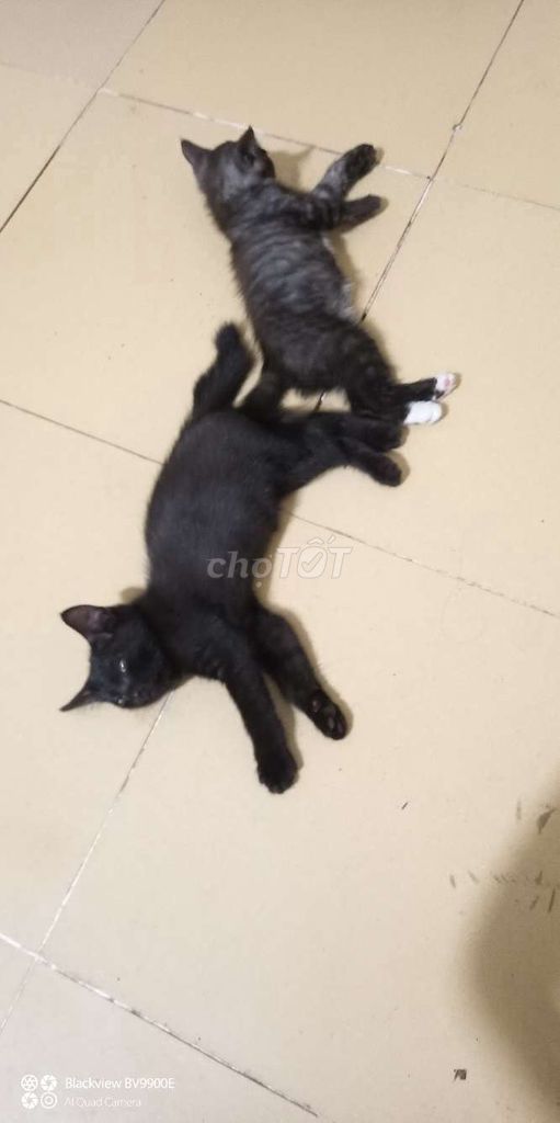 Mèo Anh Đen, Đen vằn 2 tháng tuổi. Mua bán Mèo tại Huyện Nhà Bè Tp Hồ Chí Minh được đăng bởi Hòa Khánh hình 1