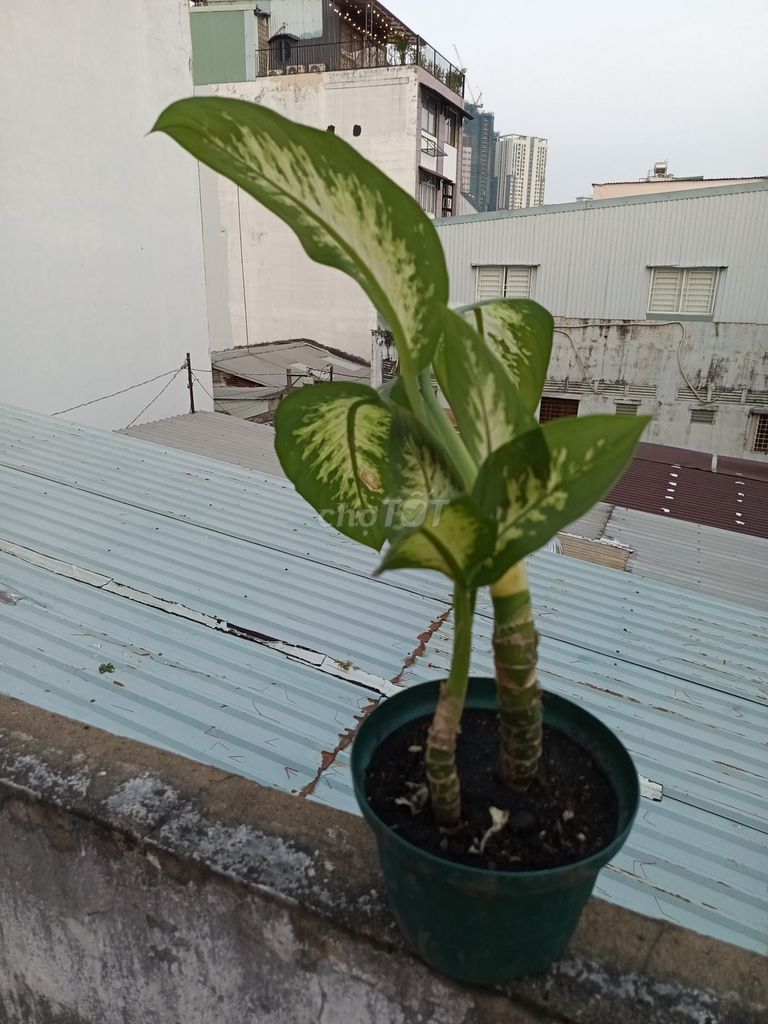 Cây cảnh Vạn niên thanh. Mua bán Cây cảnh, đồ trang trí tại Quận 1 Tp Hồ Chí Minh được đăng bởi Khoa hình 1