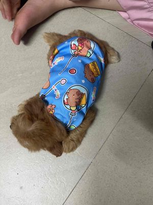 Cần gã poodle nhà ss