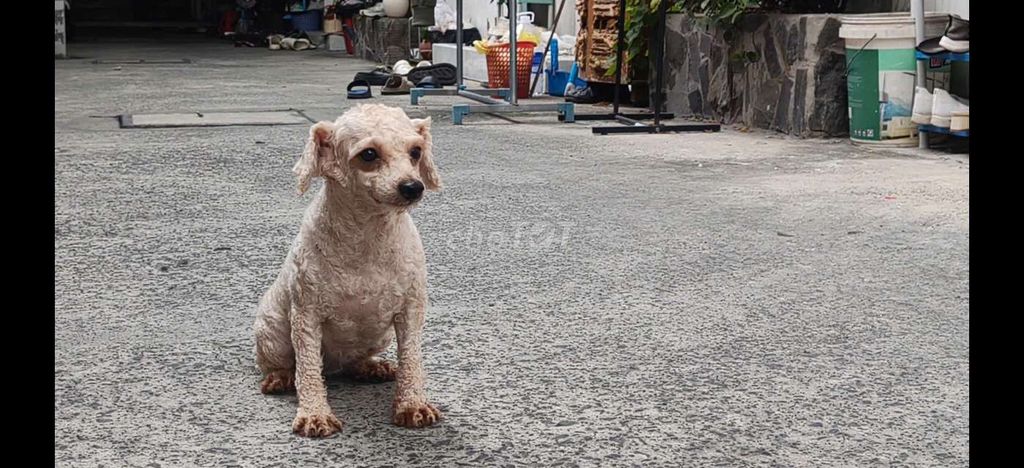 Chó Poodle cái 4 tuổi. Mua bán Chó tại Thành phố Thủ Đức Tp Hồ Chí Minh được đăng bởi Vinh  hình 1