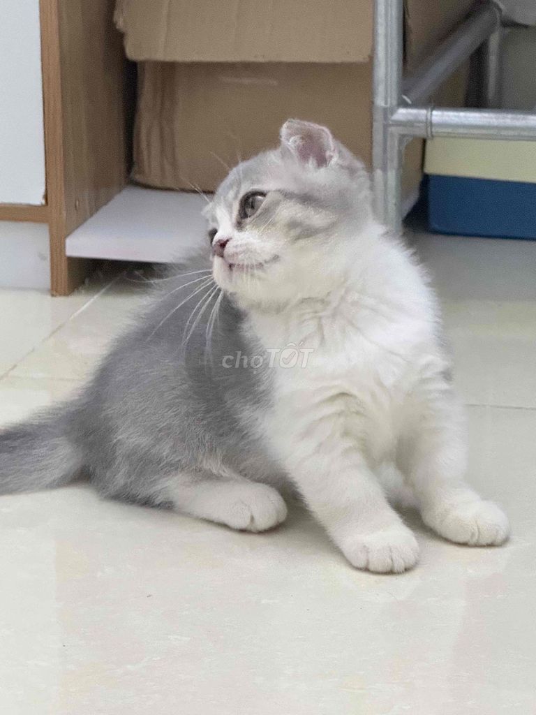 Mèo Anh lông ngắn chân lùn. Mua bán Mèo tại Quận Bình Thạnh Tp Hồ Chí Minh được đăng bởi Dương Ngọc Thiện  hình 1