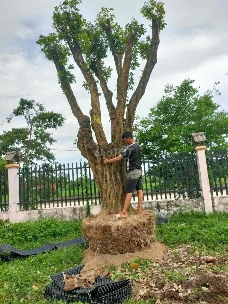 Cây nhãn  Cây dâm ủ. Mua bán Cây cảnh, đồ trang trí tại Huyện Hàm Thuận Bắc Bình Thuận được đăng bởi Son huynh hình 1
