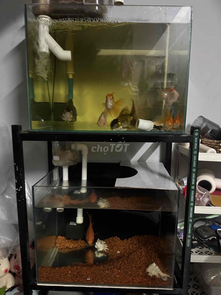 Cá Oranda 2-4 ngón 8 con. Mua bán Thú cưng khác tại Quận 6 Tp Hồ Chí Minh được đăng bởi minh nhut hình 1