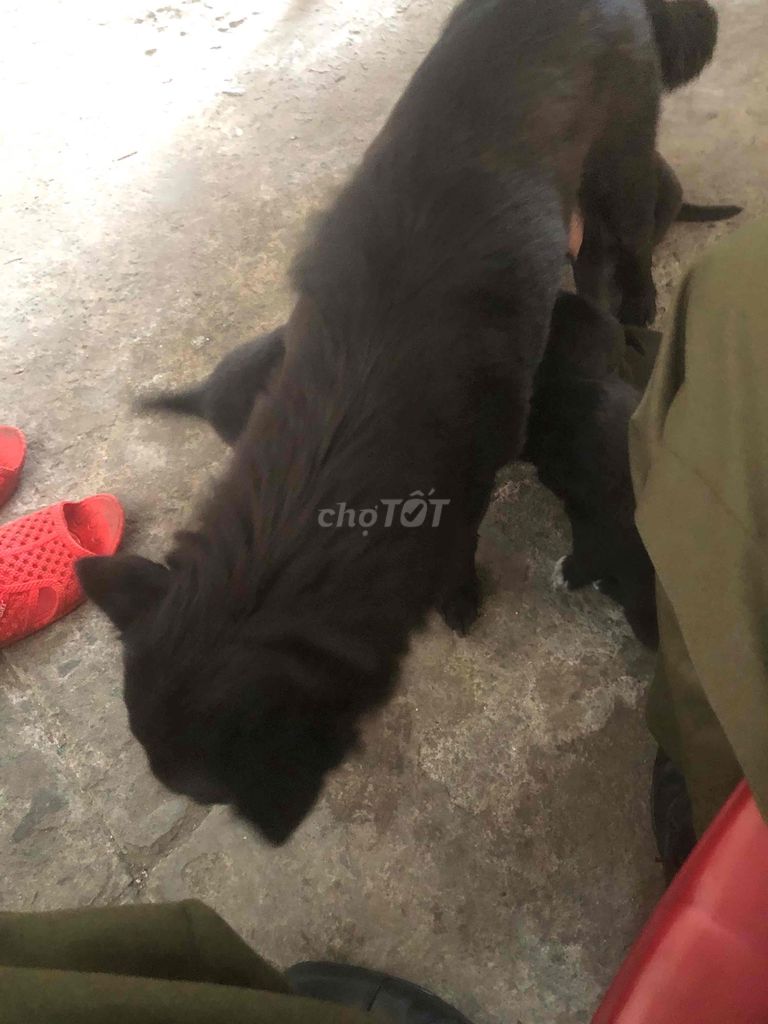 cần thanh lý bầy chó nhật lai ai nuôi lh