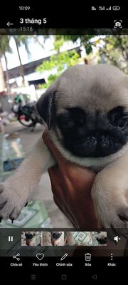 Chó Pug nhỏ nhắn