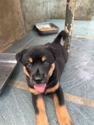 CHÓ CỎ KHÔN NGOAN. Mua bán Chó tại Quận Tân Bình Tp Hồ Chí Minh được đăng bởi Lê Nguyễn Doãn Tiến