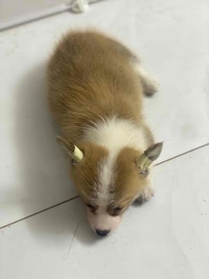 Chó Corgi cái 2 tháng. Mua bán Chó tại Quận 1 Tp Hồ Chí Minh được đăng bởi Thanh Hưng