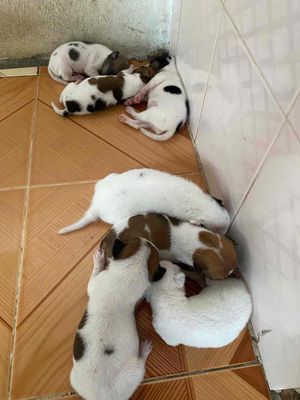 TÌM NHÀ MỚI CHO MẤY BÉ CHÓ CỎ. Mua bán Chó tại Quận Bình Thạnh Tp Hồ Chí Minh được đăng bởi Phong