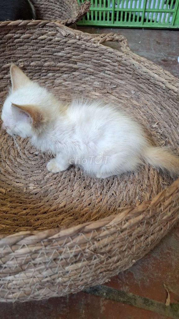 Mèo Ta lai nga mắt xanh. Mua bán Mèo tại Quận Hoàng Mai Hà Nội được đăng bởi Thu Sẽ Gầy hình 5