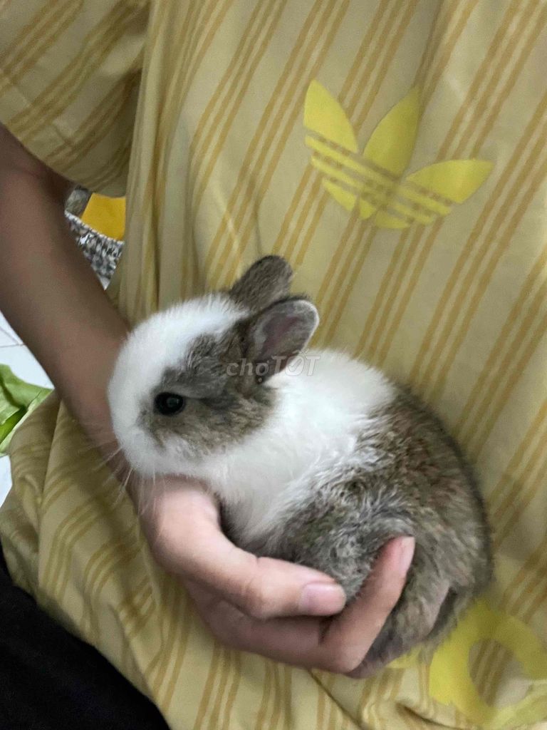 Thỏ Hà Lan lùn. Mua bán Thú cưng khác tại Quận Bình Tân Tp Hồ Chí Minh được đăng bởi hatred Lê hình 1