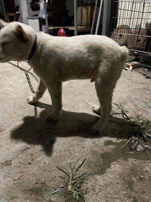 1 em mông cọc+1em  xù Bắc Hà
