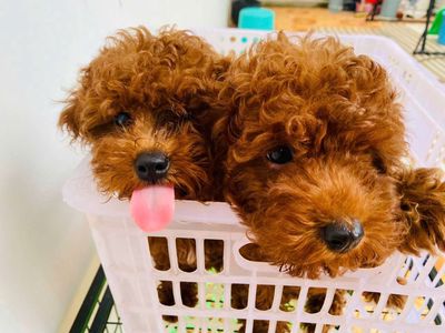 Chó Poodle Tyny Nâu đỏ 4 tháng