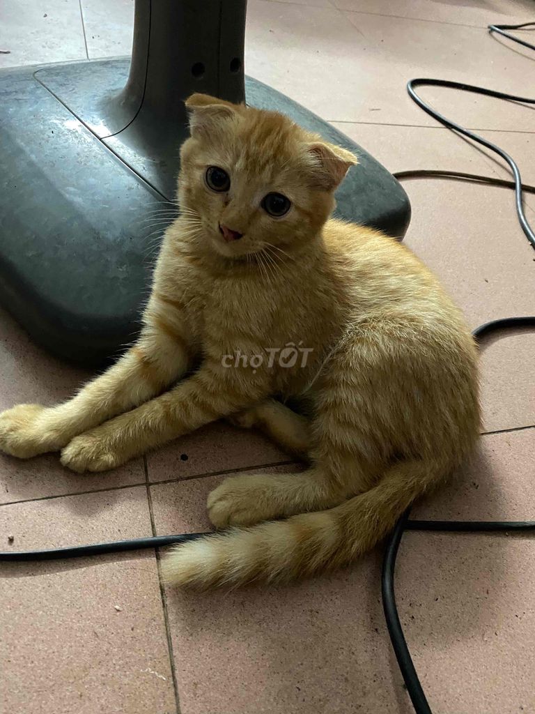 em tìm chủ mới cho các bé ạ em ở hoàng mai hà nội