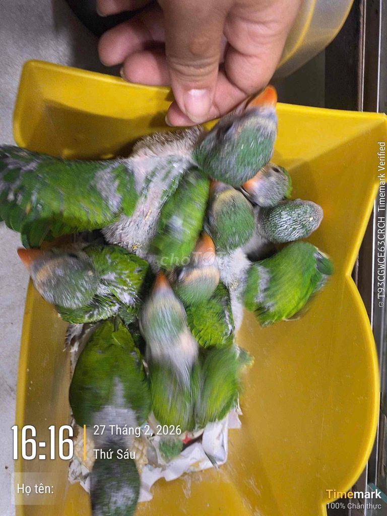 Chim Vẹt non màu Xanh lá. Mua bán Chim tại Quận 12 Tp Hồ Chí Minh được đăng bởi Chợ Pet  hình 1